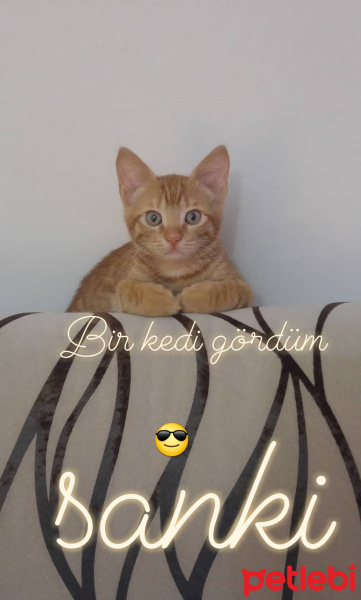 Tekir Kedi, Kedi  Tarçın fotoğrafı