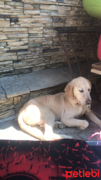 Golden Retriever, Köpek  Kont fotoğrafı