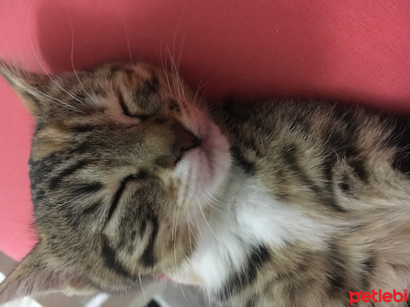 Tekir Kedi, Kedi  Bebek Kızım fotoğrafı