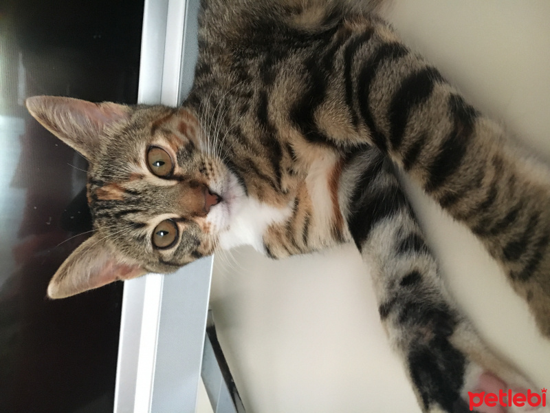 Tekir Kedi, Kedi  Bebek Kızım fotoğrafı