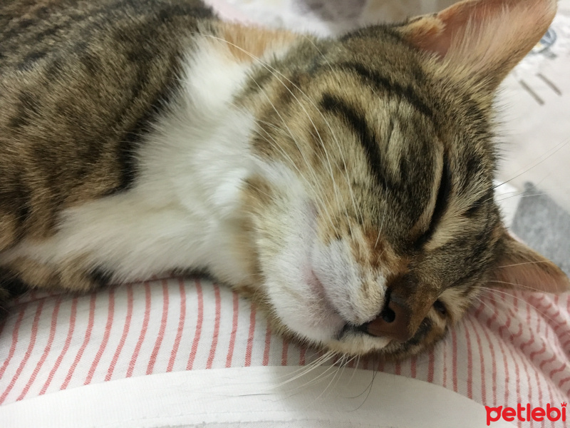 Tekir Kedi, Kedi  Bebek Kızım fotoğrafı