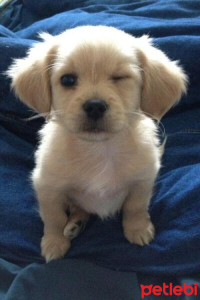 Golden Retriever, Köpek  Kuku fotoğrafı