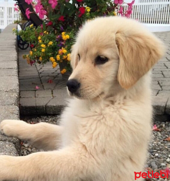 Golden Retriever, Köpek  Kuku fotoğrafı