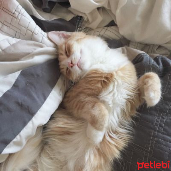 Tekir Kedi, Kedi  Limon fotoğrafı