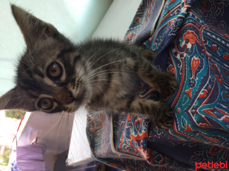 Tekir Kedi, Kedi  Umut fotoğrafı