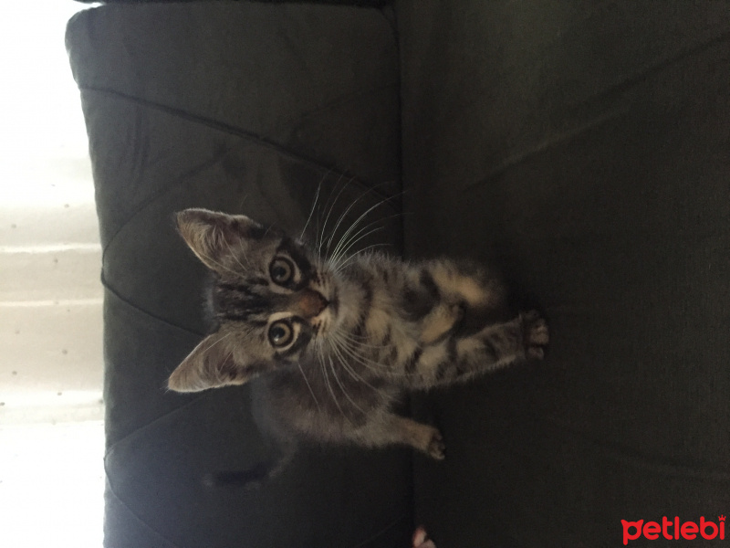 Tekir Kedi, Kedi  Umut fotoğrafı