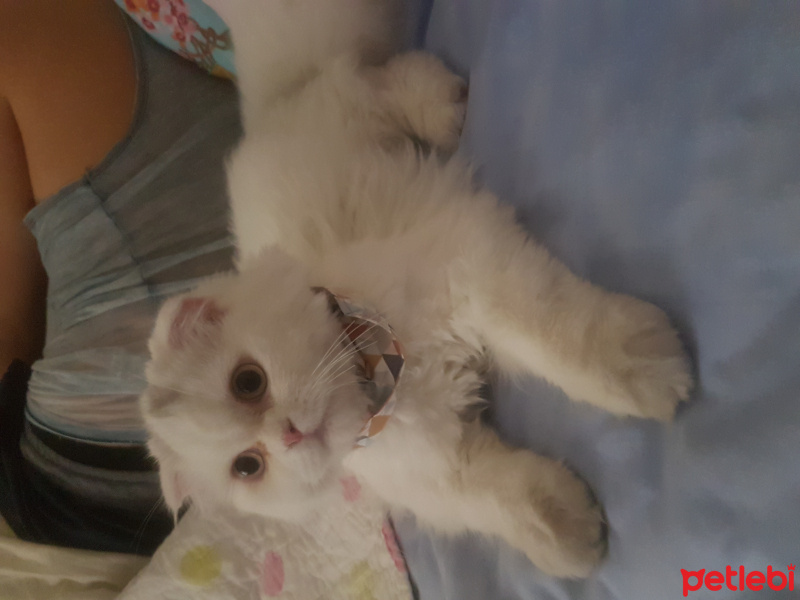 Scottish Fold, Kedi  Tombi fotoğrafı