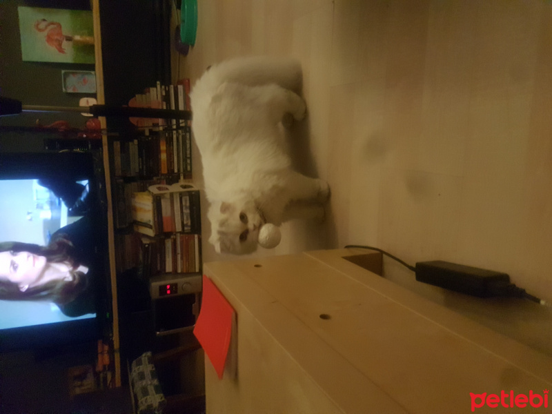 Scottish Fold, Kedi  Tombi fotoğrafı