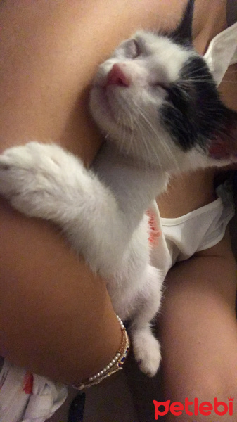 Tekir Kedi, Kedi  Lucky fotoğrafı