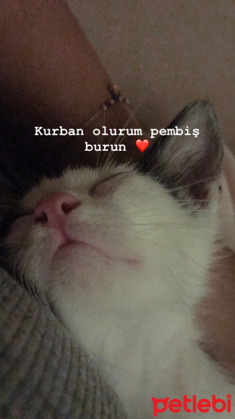 Tekir Kedi, Kedi  Lucky fotoğrafı
