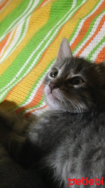 Tekir Kedi, Kedi  gümüş fotoğrafı