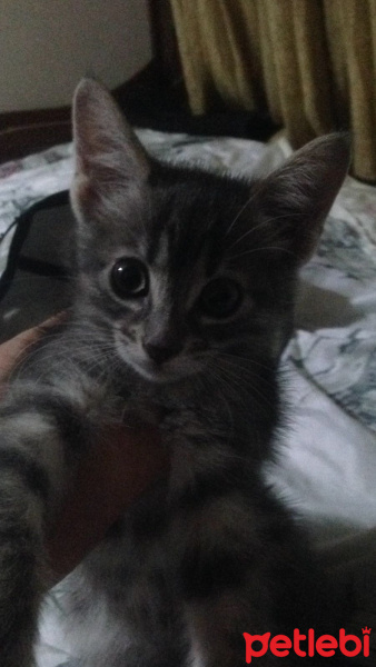 Tekir Kedi, Kedi  gümüş fotoğrafı