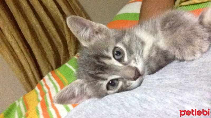 Tekir Kedi, Kedi  gümüş fotoğrafı
