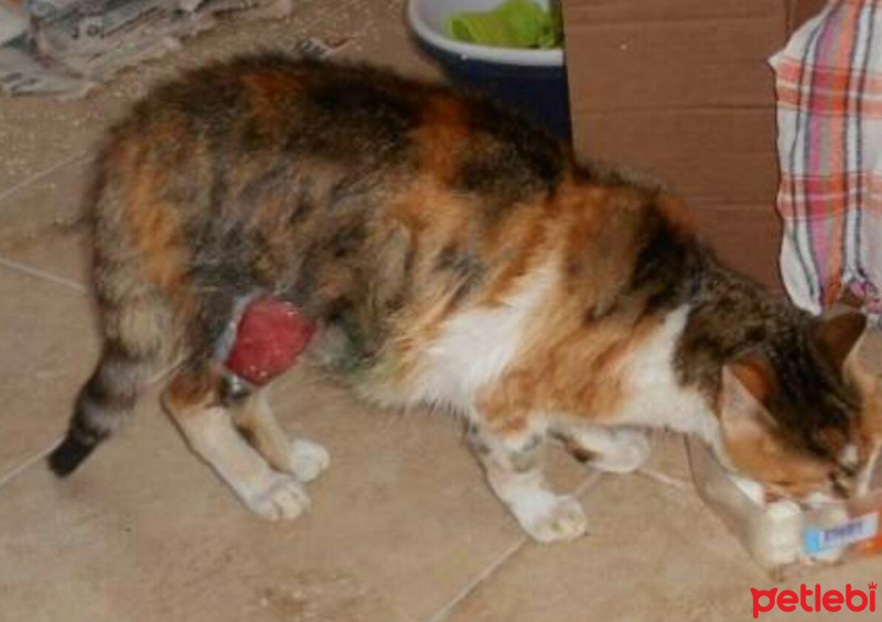 Tekir Kedi, Kedi  umut fotoğrafı