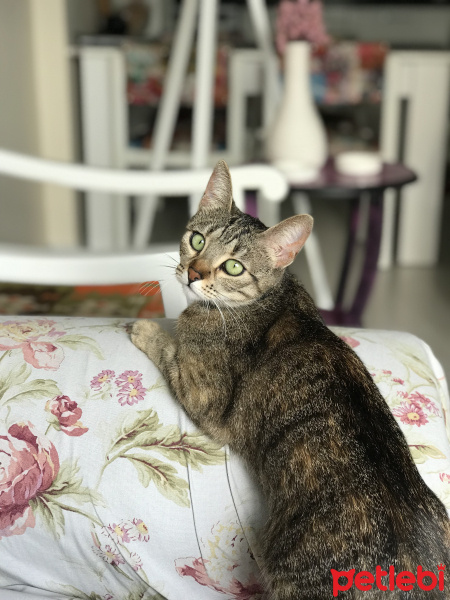 Tekir Kedi, Kedi  Çeçilya fotoğrafı