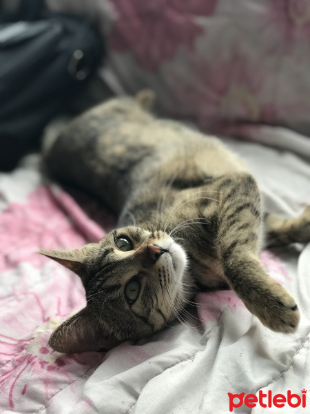Tekir Kedi, Kedi  Çeçilya fotoğrafı