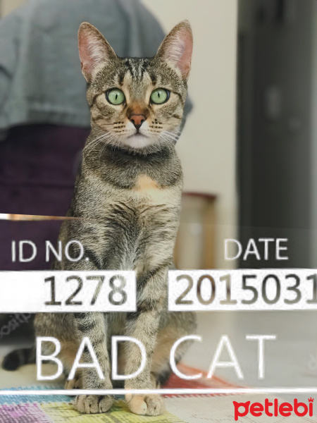 Tekir Kedi, Kedi  Çeçilya fotoğrafı