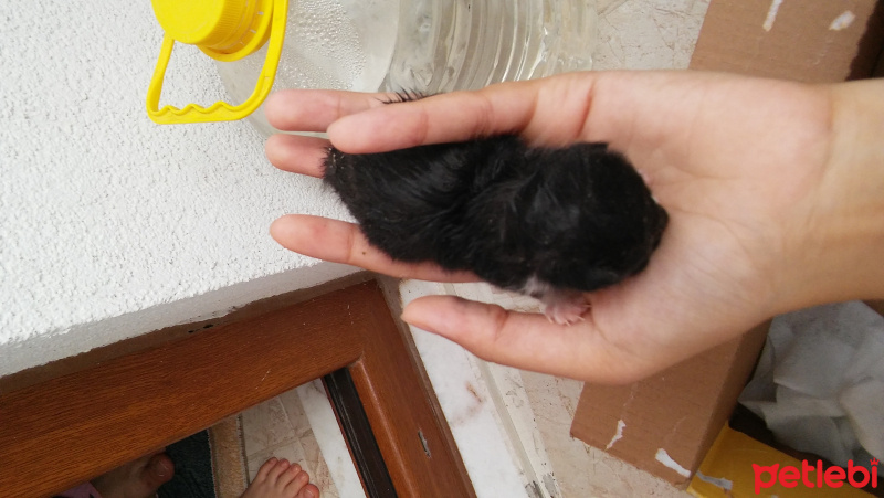 Tekir Kedi, Kedi  Temmuz fotoğrafı