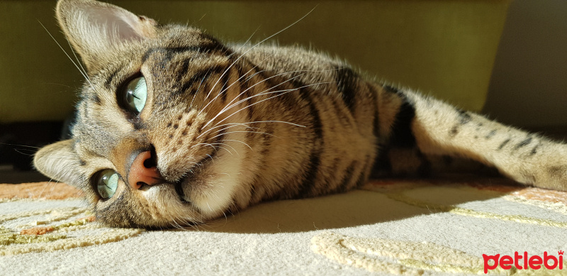 Tekir Kedi, Kedi  PAŞA fotoğrafı