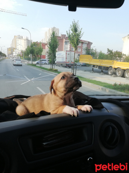 Kangal, Köpek  Mia fotoğrafı