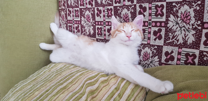 Tekir Kedi, Kedi  LİLİTH fotoğrafı