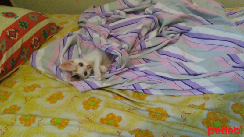 Tekir Kedi, Kedi  Minnoş fotoğrafı