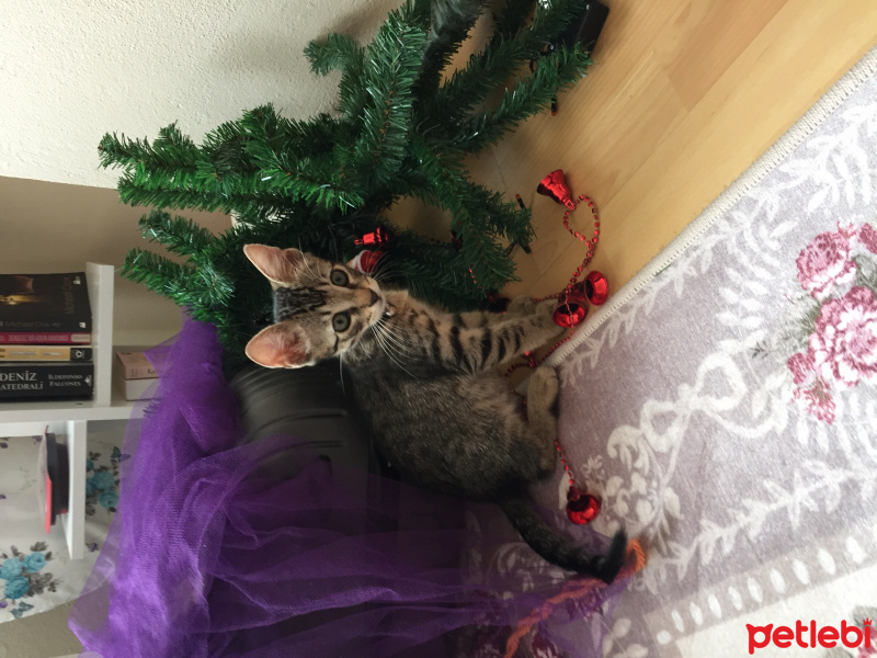 Tekir Kedi, Kedi  Boncuk fotoğrafı