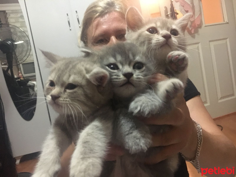 British Shorthair, Kedi  minikler fotoğrafı