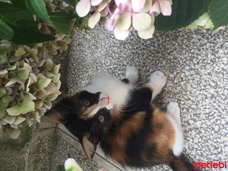 Bombay, Kedi  adı yoktur fotoğrafı