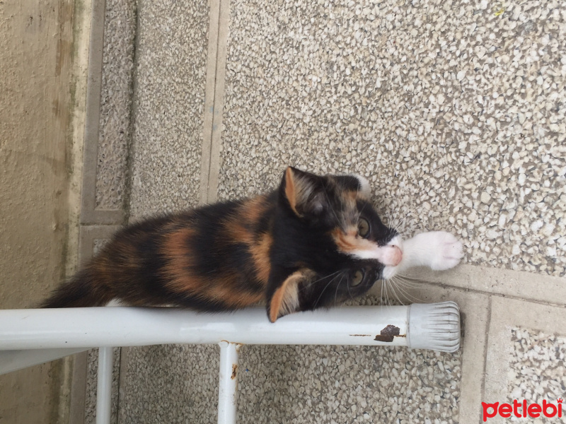 Bombay, Kedi  adı yoktur fotoğrafı