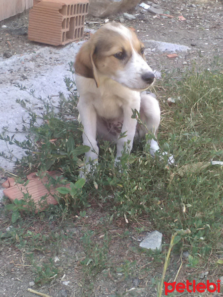Sokö (Sokak Köpeği), Köpek  Düşes fotoğrafı