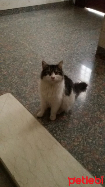 Sibirya Kedisi, Kedi  Lusi fotoğrafı