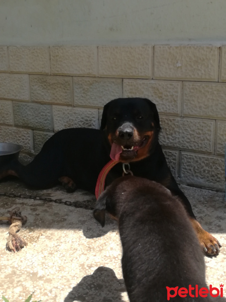 Rottweiler, Köpek  Maya fotoğrafı