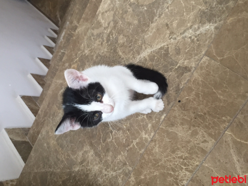 Bombay, Kedi  adı yok fotoğrafı