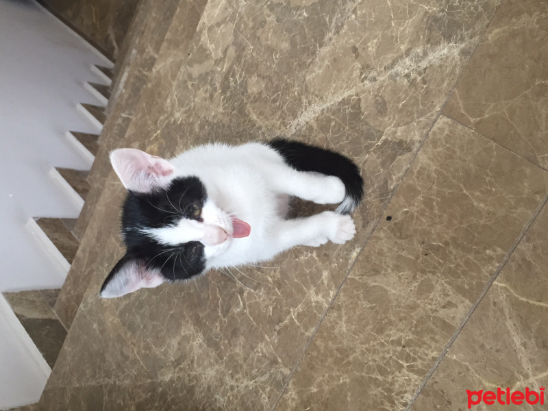 Bombay, Kedi  adı yok fotoğrafı