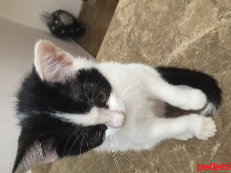Bombay, Kedi  adı yok fotoğrafı
