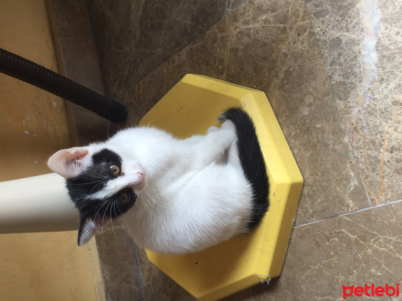 Bombay, Kedi  adı yok fotoğrafı