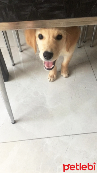 Golden Retriever, Köpek  Pasa fotoğrafı