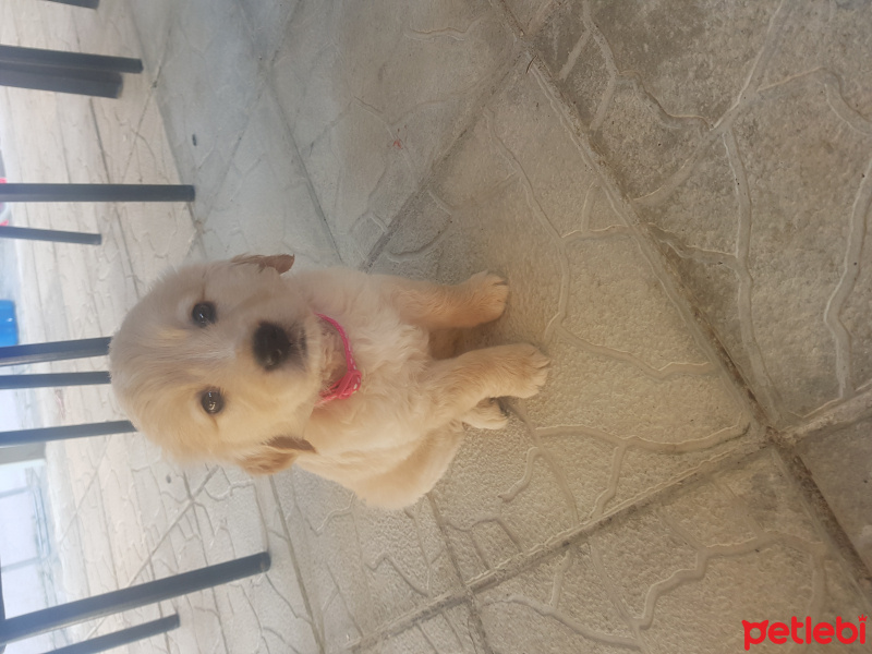 Golden Retriever, Köpek  Liya fotoğrafı