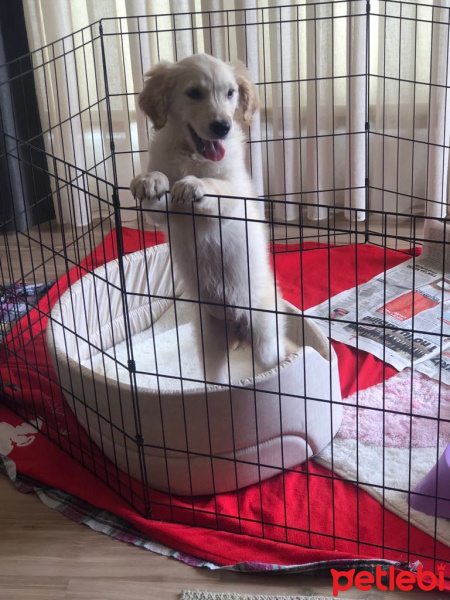 Golden Retriever, Köpek  Bihter fotoğrafı