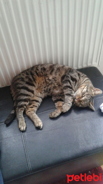 Tekir Kedi, Kedi  Basri fotoğrafı