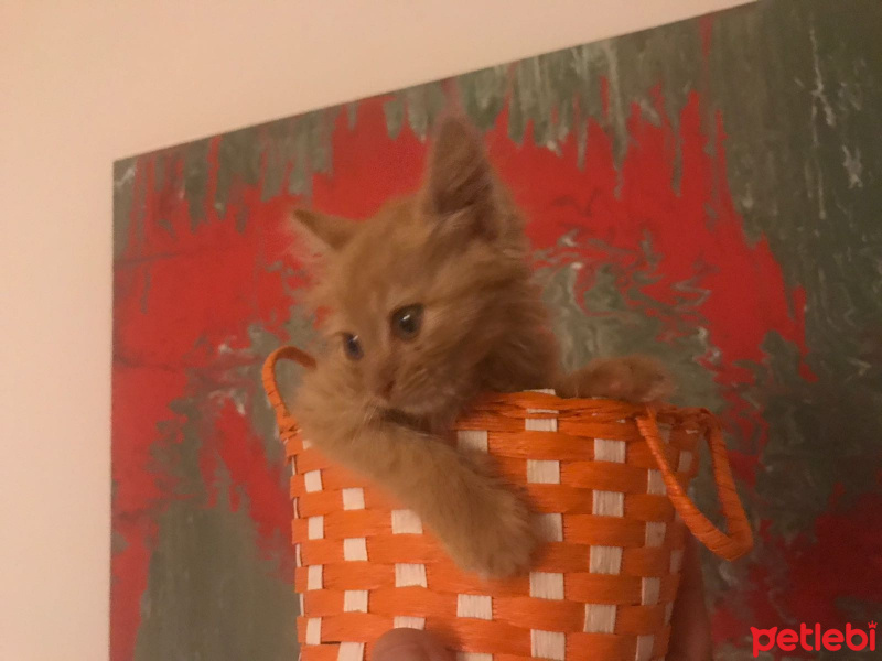 Tekir Kedi, Kedi  Osho fotoğrafı