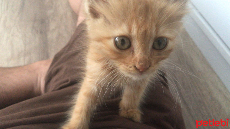 Tekir Kedi, Kedi  Osho fotoğrafı