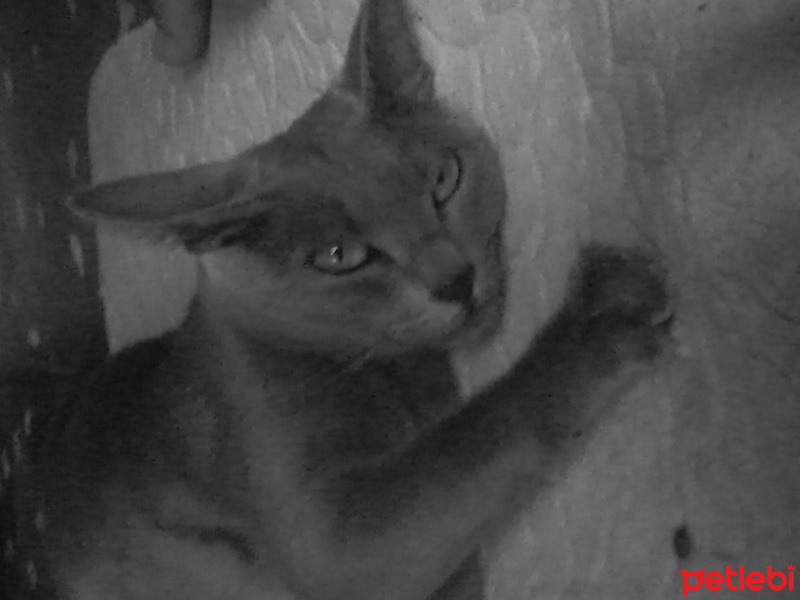 Mavi Rus, Kedi  Duman fotoğrafı