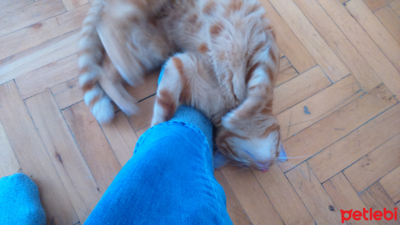 Tekir Kedi, Kedi  Sarı fotoğrafı