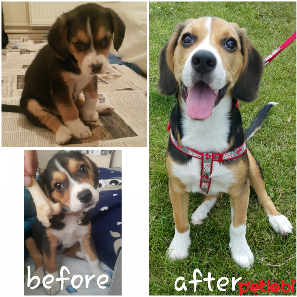 Beagle, Köpek  Venüs fotoğrafı