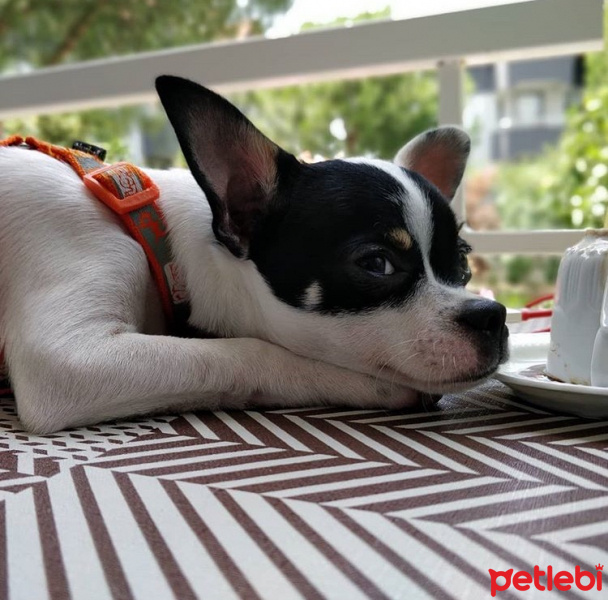 Chihuahua, Köpek  CHEWBACCA fotoğrafı