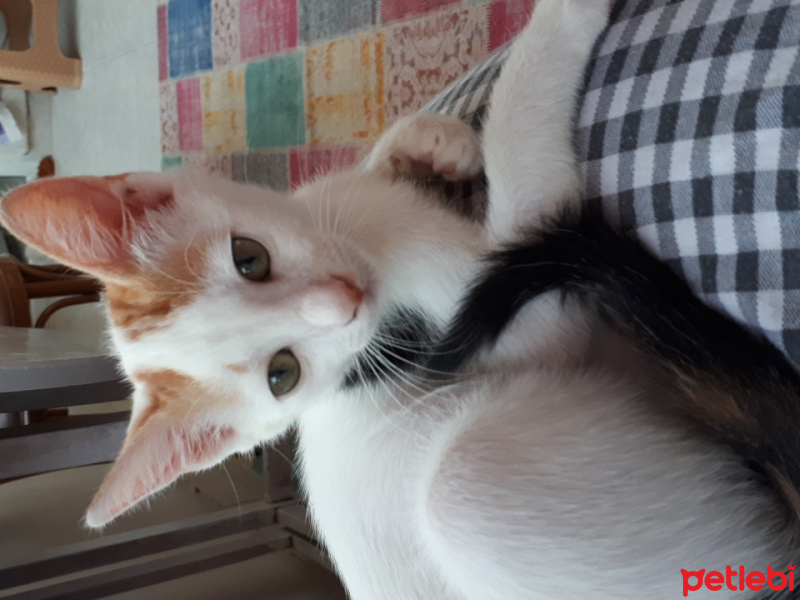 Tekir Kedi, Kedi  Mıncır fotoğrafı