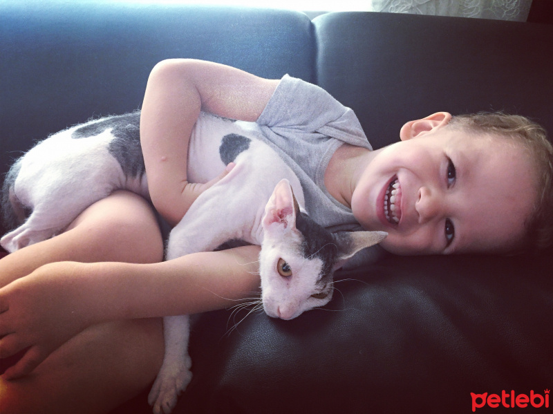 Sphynx, Kedi  Fındık fotoğrafı