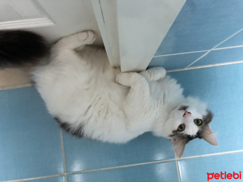 Tuxedo (Smokin) Kedi, Kedi  topik fotoğrafı